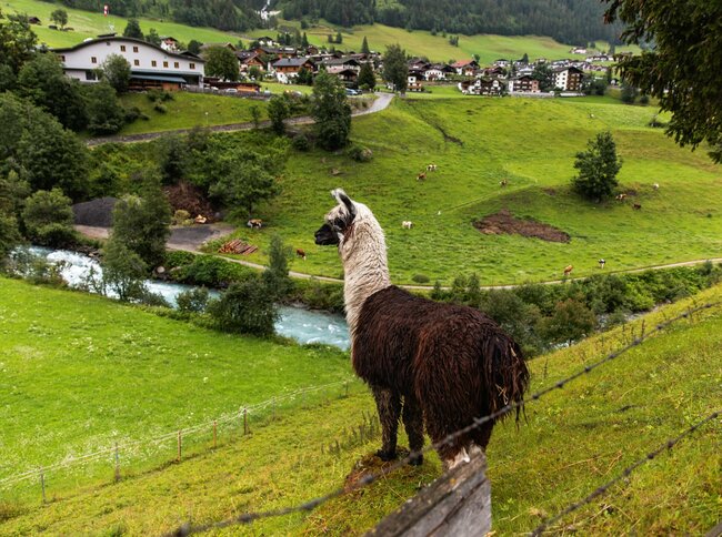 Alpaka neben der Isel