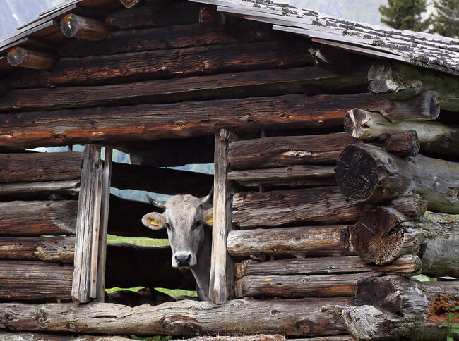 Alte Holzschupfe in Kals a. G. mit Grauvieh