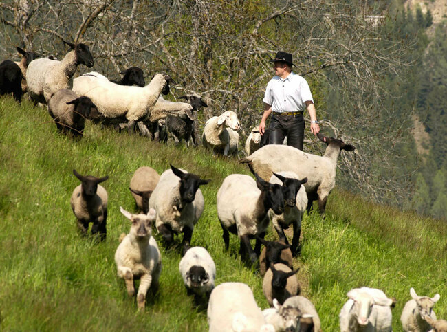 Schafe Bauer treibt seine Schafe
