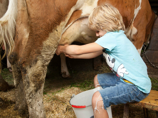 Ein Junge mit blauen Gummistiefeln sitzt im Stall und melkt eine Kuh.