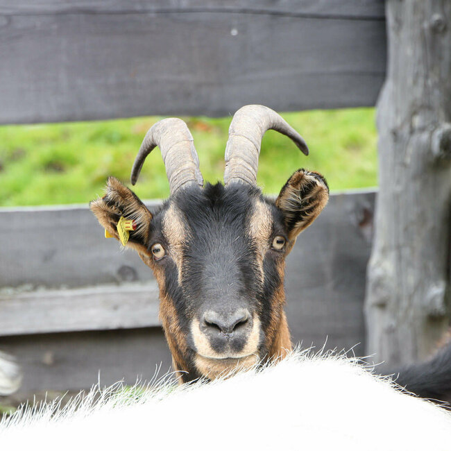Eine braun-schwarze Ziege mit Hörnern schaut in die Kamera.