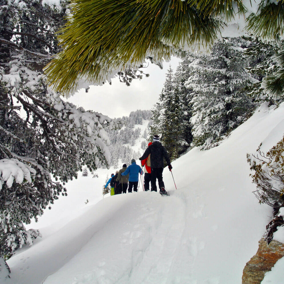 Eine Gruppe beim Schneeschuhwandern in einer verschneiten Winterlandschaft. Fotografiert zwischen den schneebedeckten Nadelbäumen.