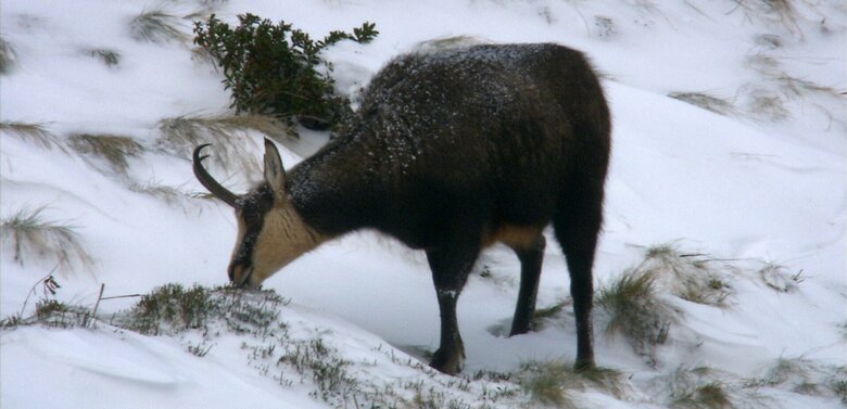 Gams im Winter gams-im-winter