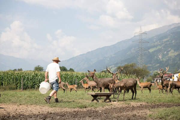 Ein Mann steht in einem Gehege vor Hirschen
