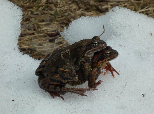 Grasfrosch im Winter grasfrosch