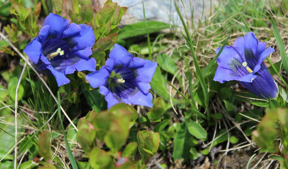 Enzianblüte im Frühsommer