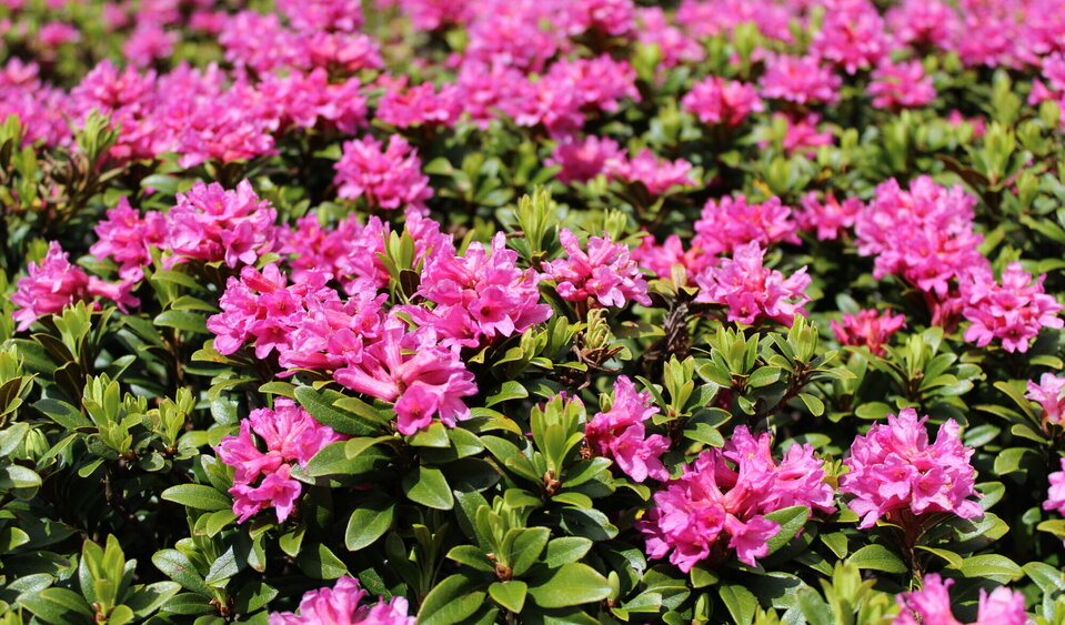 Rhododendron ferrugineum - "Illumina" l'estate!