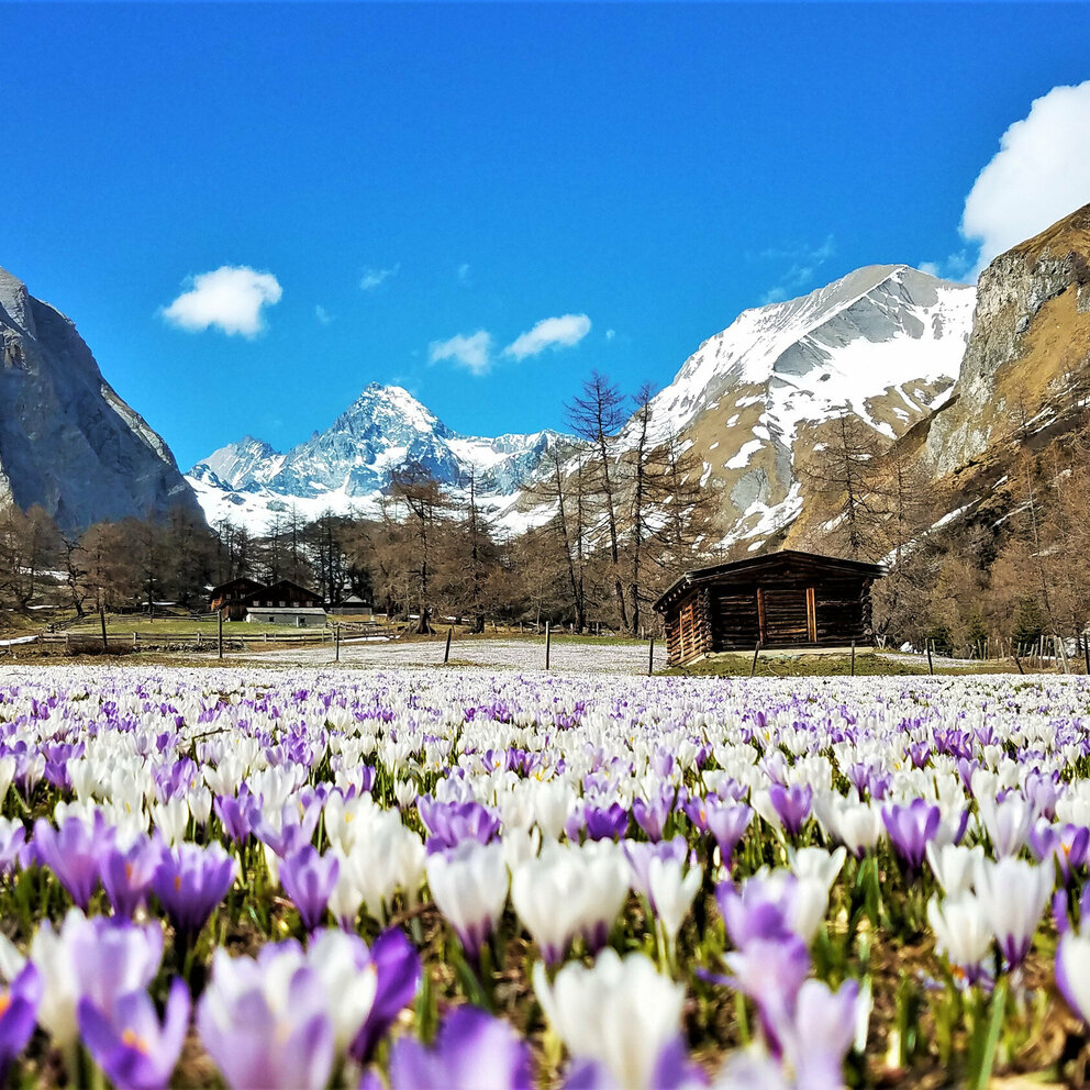 Krokusswiese in weiß und lila mit Blick auf eine kleine Almhütte und den Großglockner.
