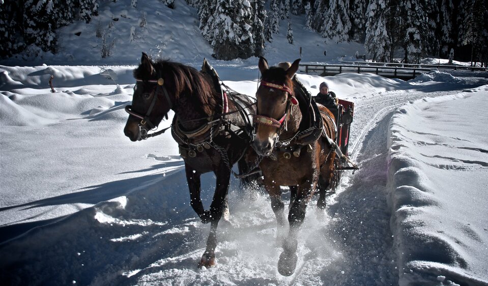 Horse-drawn sleigh ride