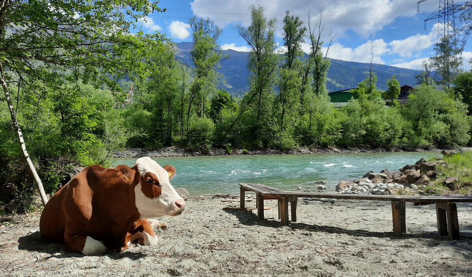 Eine braun-weiß gefleckte Kuh liegt seelenruhig am Ufer der Isel und genießt die Sonne.