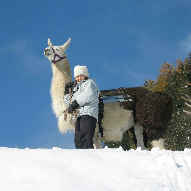 Lamatrekking Dolomitenlama Ein Kind steht mit einem schwarz-weißen Lama im Schnee beim Lamatrekking.