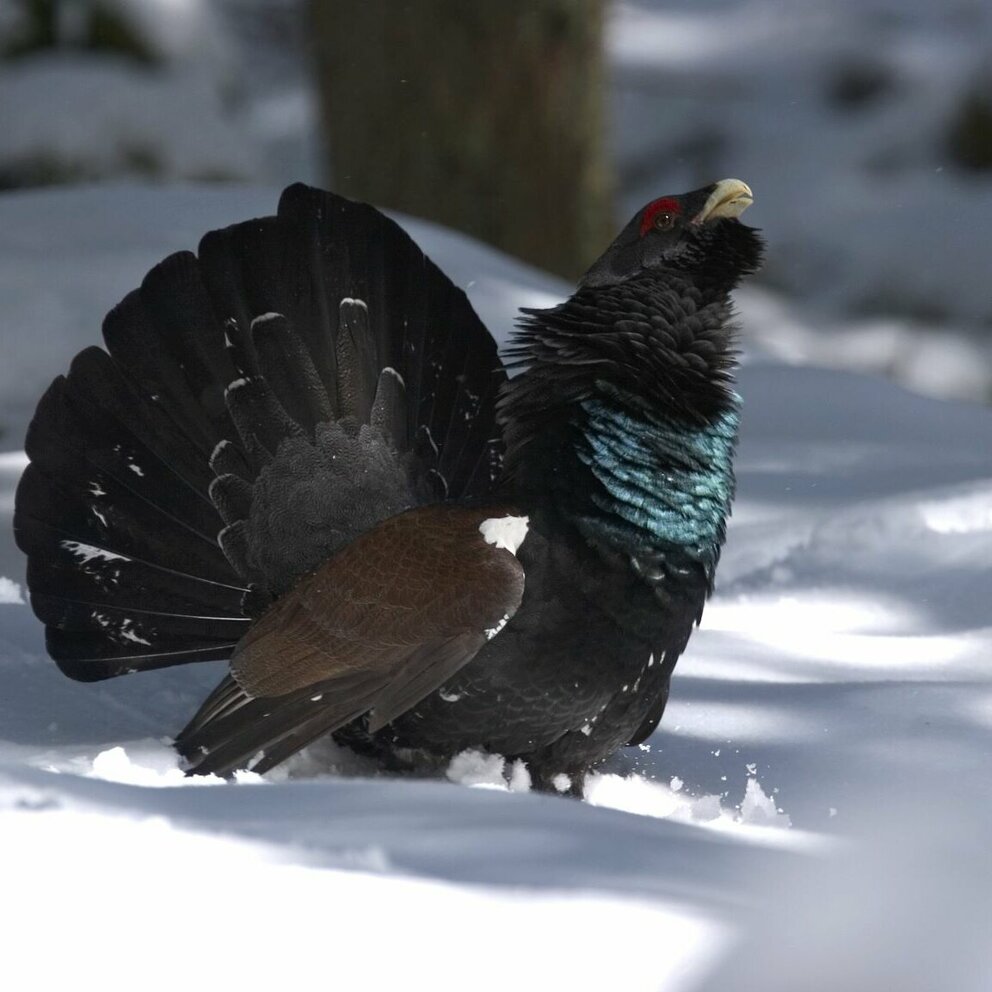 Auerhahn im Winter auerhahn
