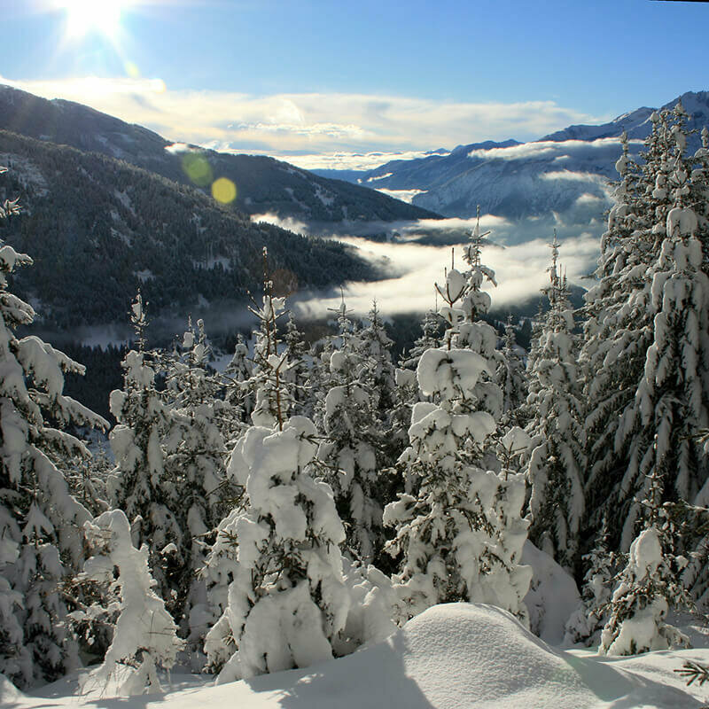 Die Bäume sind mit einer dicken Schneeschicht bedeckt, sodass die Äste durch die schwere Last nach unten hängen. Es herrscht schönes Wetter mit blauem Himmel und einigen Wolkenfeldern.