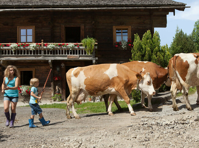 Ein Mädchen und ein Junge treiben drei Kühe mit Stöcken vor dem Bauernhaus Bartlerhof.