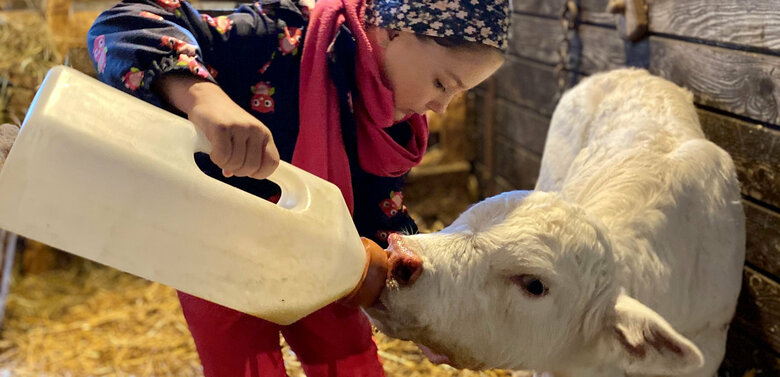 Ein Kind füttert ein weißes Kalb im Stall eines Bauernhofs.