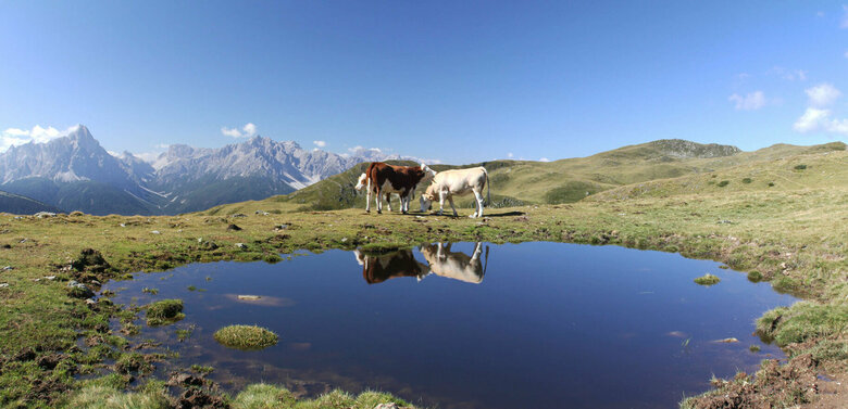 Drei Kühe weiden am Thurntaler See. Die Kulissen der Kühe spiegeln sich in dem kleinen See. Der Himmel ist strahlend blau.