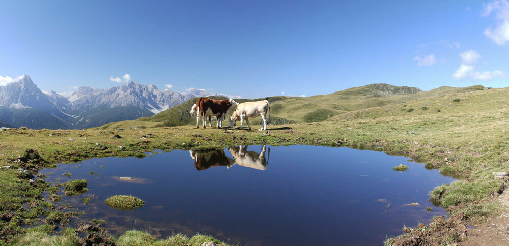 Drei Kühe weiden am Thurntaler See. Die Kulissen der Kühe spiegeln sich in dem kleinen See. Der Himmel ist strahlend blau.