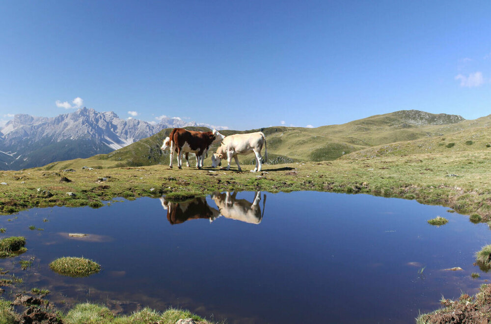 Kühe am Thurntaler See Drei Kühe weiden am Thurntaler See. Die Kulissen der Kühe spiegeln sich in dem kleinen See. Der Himmel ist strahlend blau.