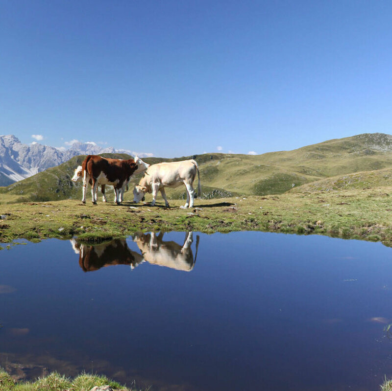 Kühe am Thurntaler See Drei Kühe weiden am Thurntaler See. Die Kulissen der Kühe spiegeln sich in dem kleinen See. Der Himmel ist strahlend blau.