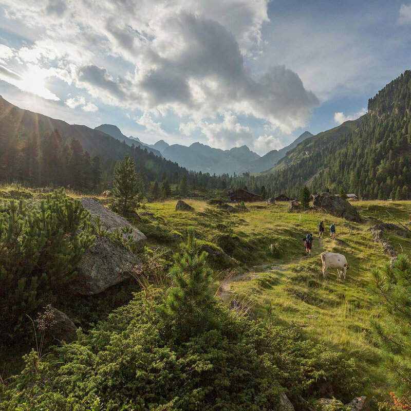 Drei Wanderer und eine Kuh auf einem Wandersteig im Debanttal.
