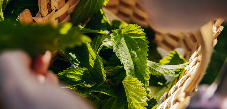 Brennnessel in einem geflochtenen Korb