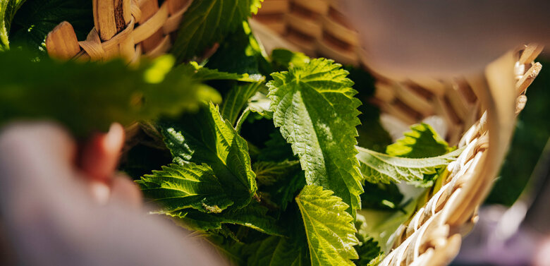 Brennnessel in einem geflochtenen Korb