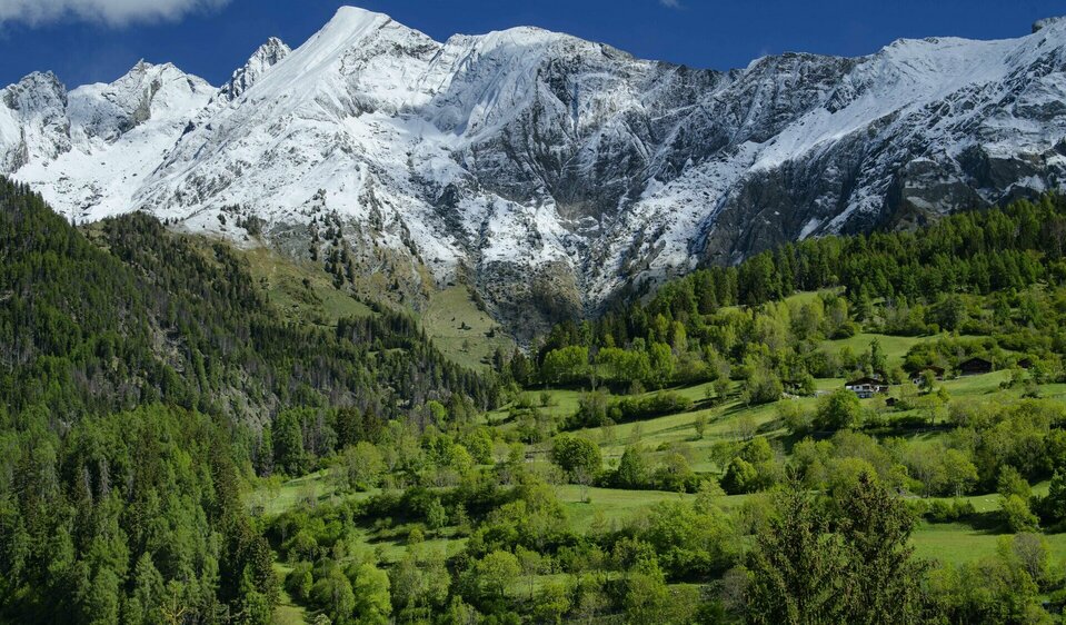 Grüne Wiesen und schneebedeckte Berge im Virgental.