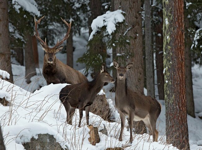 Rotwild im Nationalpark Hohe Tauern rotwild-im-nationalpark-hohe-tauern