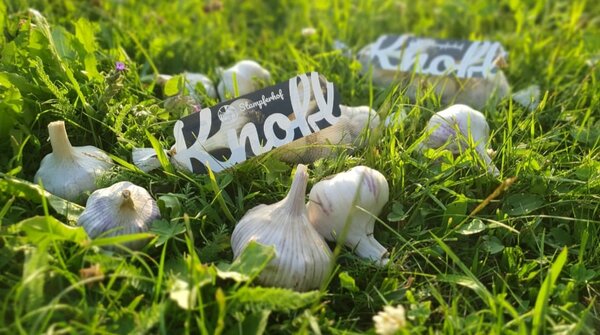 Knoblauch vom Stampferhof liegt in einer saftig-grünen Wiese