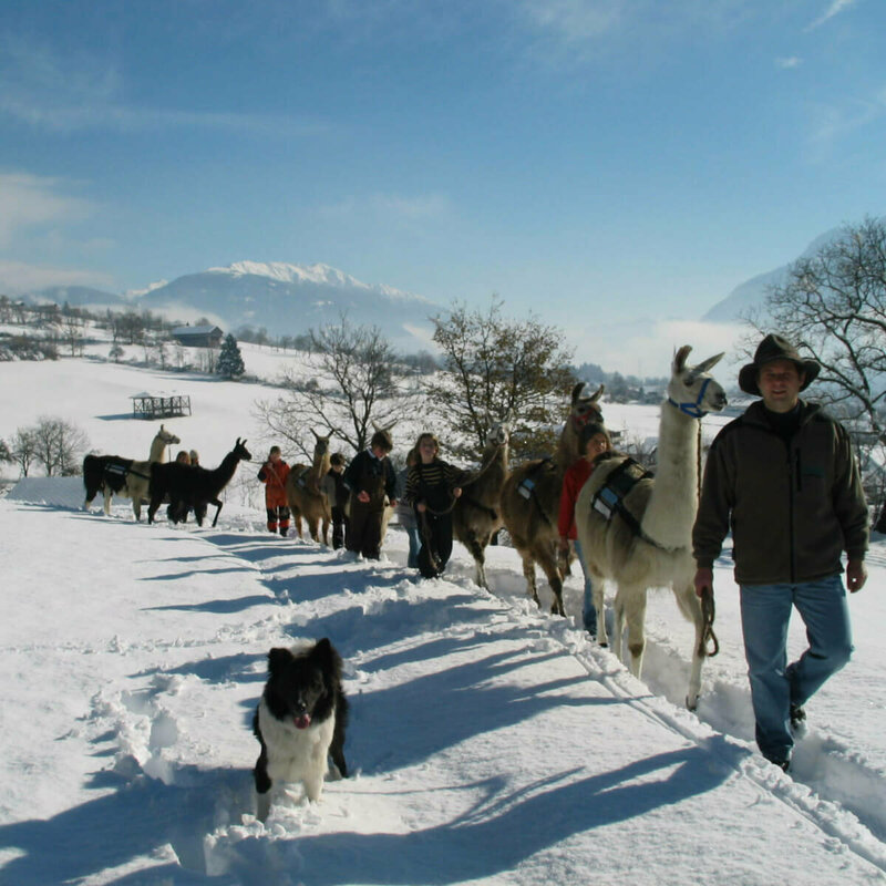 Kinder mit Lamas beim Lamatrekking Dolomitenlama