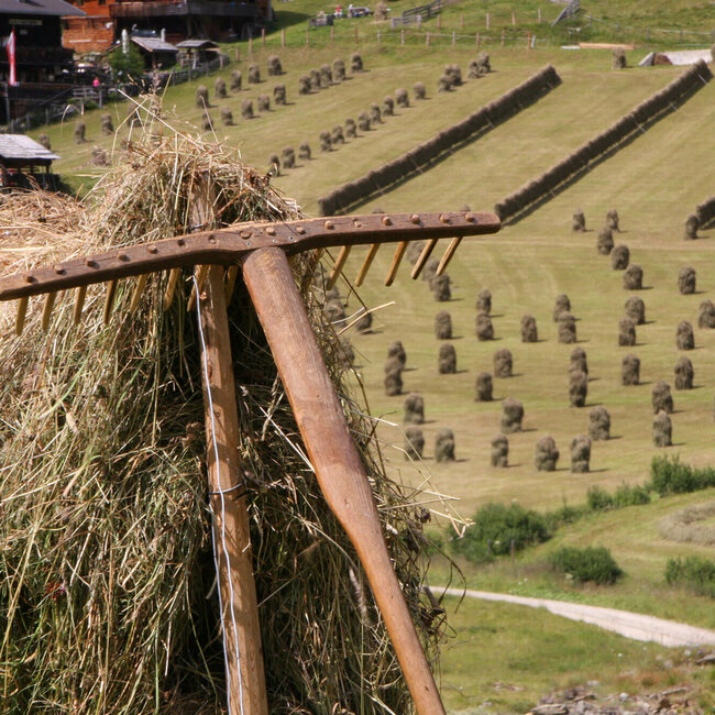 Früher wurde das gemähte Gras auf Holzkonstruktionen zum Trocknen aufgehängt. Solche Heuschober säumen das Feld.