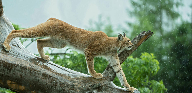 Luchs im Wildpark Assling