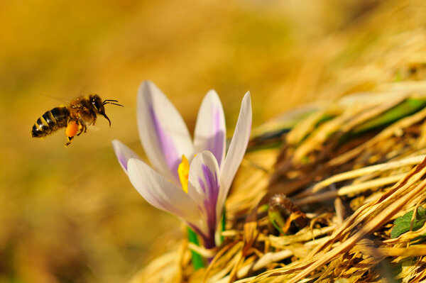 Eine Biene fliegt auf eine Krokusblume hinzu in Nahaufnahme. 