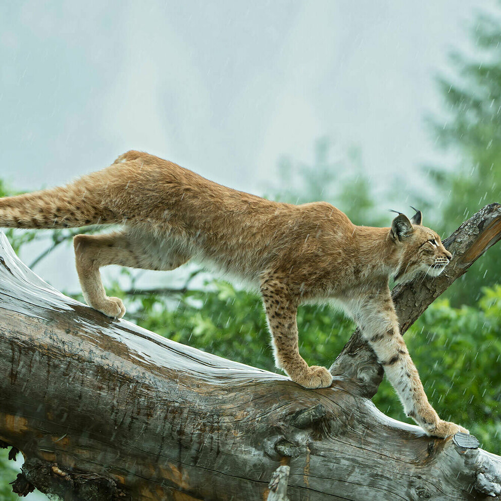 Ein Luchs im Wildpark Assling geht auf einem Ast entlang im Regen.