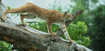Ein Luchs im Wildpark Assling geht auf einem Ast entlang im Regen.