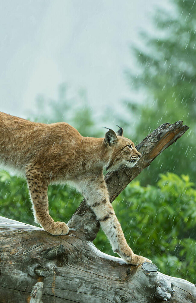 Ein Luchs im Wildpark Assling geht auf einem Ast entlang im Regen.