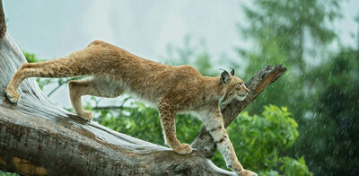 Ein Luchs im Wildpark Assling geht auf einem Ast entlang im Regen.