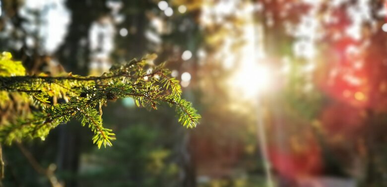 Die Sonnenstrahlen kämpfen sich sanft durch den herbstlichen Wald.