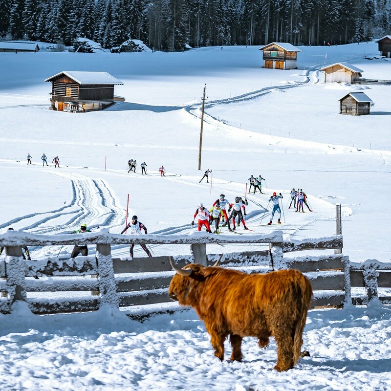 Zahlreiche Teilnehmer tummeln sich auf der Loipe des Dolomitenlaufes durch die tief verschneiten Felder, die von einigen kleinen Hütten geziert werden.