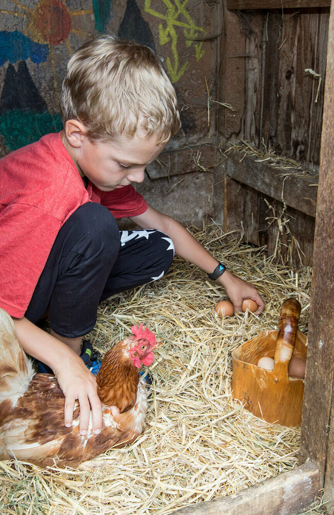 Ein Junge sammelt Eier bei einer Henne im Stall auf dem Klampererhof.