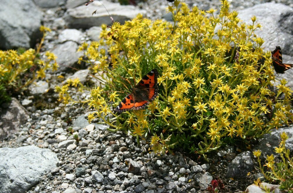 Schmetterling "Kleiner Fuchs" in gelber Pflanze im Nationalpark Hohe Tauern