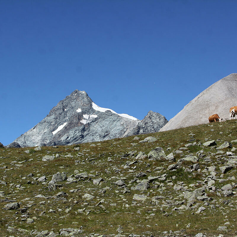 Kühe mit Großglockner und Lange Wand