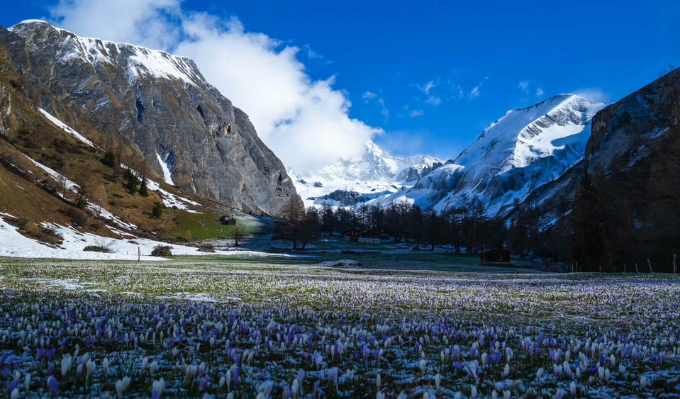 Blick auf Grossglockner im Frühling mit einem Meer aus violetten und weißen Krokussen auf der Wiese direkt vor dem Ausblickspunkt