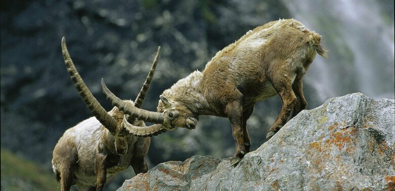 Steinbock im Nationalpark Hohe Tauern