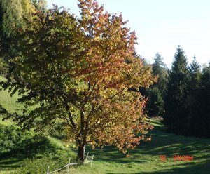 Libisellerhof