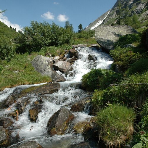 Frühling, Zimmer Baum
