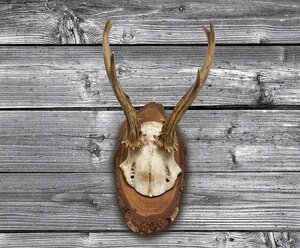 Jägerfrühschoppen & Trophäenschau