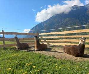 Spaziergang mit Lamas