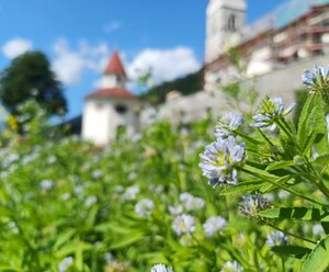 Arzneipflanzentage im Klostergarten Maria Luggau