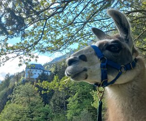 Spaziergang mit den Schlosslamas